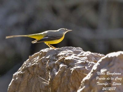 Grey Wagtail - Motacilla cinerea - Bergeronnette des ruisseaux