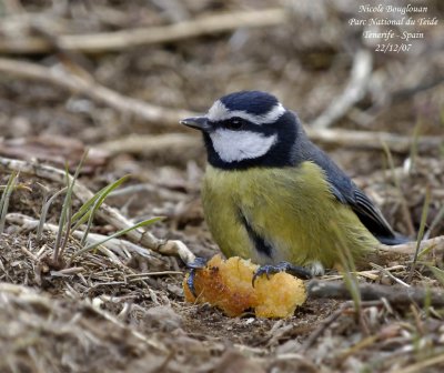 Tenerife Blue Tit - Parus caeruleus teneriffae - Msange de Tenerife