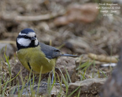 Tenerife Blue Tit - Parus caeruleus teneriffae - Msange de Tenerife