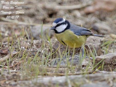 Tenerife Blue Tit - arus caeruleus teneriffae - Msange de Tenerife