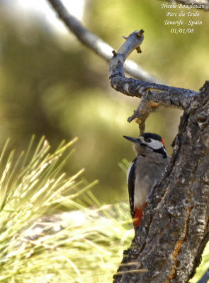 Teneriffas great spotted Woodpecker - Dendrocopos major canariensis - Pic peiche de Tenerife - MALE