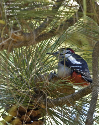 Teneriffas great spotted Woodpecker - Dendrocopos major canariensis - Pic peiche de Tenerife - MALE