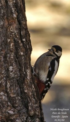 Teneriffas great spotted Woodpecker - Dendrocopos major canariensis - Pic peiche de Tenerife - FEMALE
