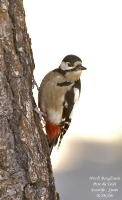 Teneriffas great spotted Woodpecker - Dendrocopos major canariensis - Pic peiche de Tenerife - FEMALE