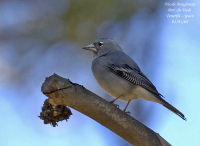 Blue Chaffinch - Fringilla teydea - Pinson bleu - MALE