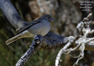 Blue Chaffinch - Fringilla teydea - Pinson bleu - FEMALE