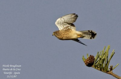 Eurasian Kestrel canariensis - Falco tinnunculus canariensis - Faucon crcerelle - FEMALE