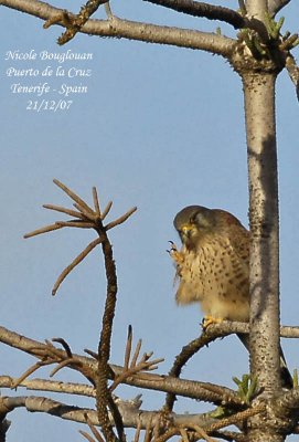 Eurasian Kestrel canariensis - Falco tinnunculus canariensis - Faucon crcerelle - MALE