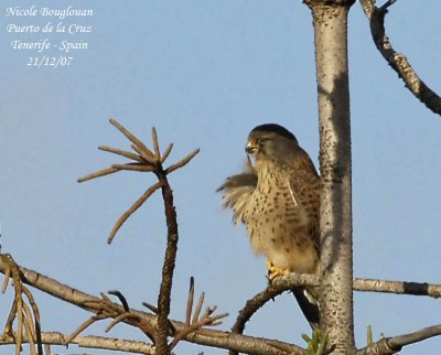 Eurasian Kestrel canariensis - Falco tinnunculus canariensis - Faucon crcerelle - MALE