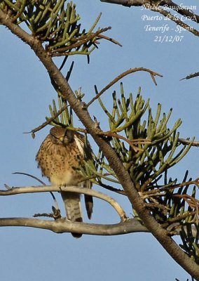 Eurasian Kestrel canariensis - Falco tinnunculus canariensis - Faucon crcerelle - FEMALE