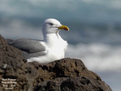 Atlantic islands Gull - Larus michahellis atlantis - Goland leuc-atlantis