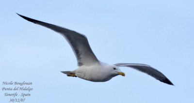 Atlantic islands Gull - Larus michahellis atlantis - Goland leuc-atlantis