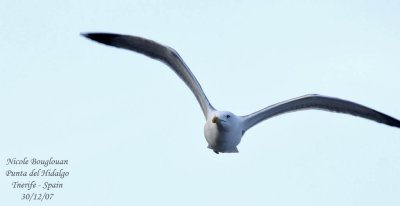 Atlantic islands Gull - Larus michahellis atlantis - Goland leuc-atlantis