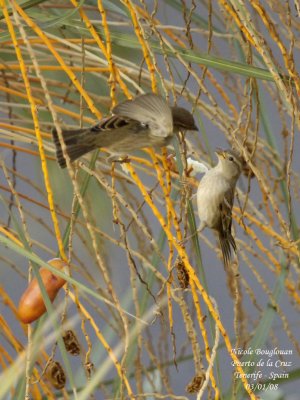 Spanish Sparrow - Passer hispaniolensis - Moineau espagnol