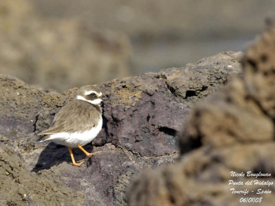 Common Ringed Plover - Charadrius hiaticula - Grand Gravelot first winter