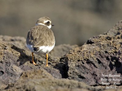 Common Ringed Plover - Charadrius hiaticula - Grand Gravelot first winter