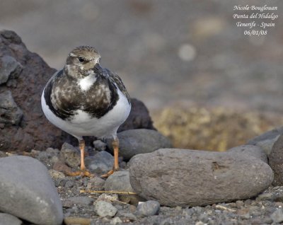 Ruddy Turnstone - Arenaria interpres - Tournepierre  collier