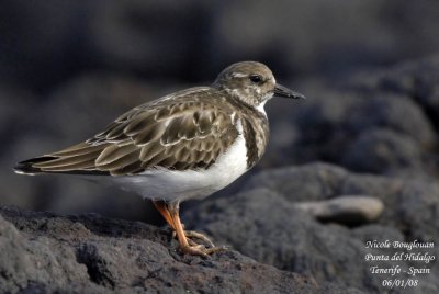 Ruddy Turnstone - Arenaria interpres - Tournepierre  collier