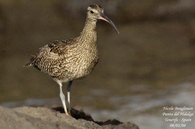 Common Whimbrel - Numenius phaeopus - Courlis corlieu