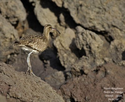 Common Whimbrel - Numenius phaeopus - Courlis corlieu