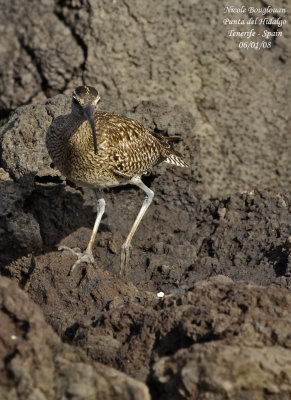 Common Whimbrel - Numenius phaeopus - Courlis corlieu