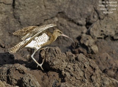 Common Whimbrel - Numenius phaeopus - Courlis corlieu