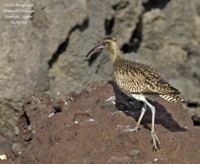 Common Whimbrel - Numenius phaeopus - Courlis corlieu