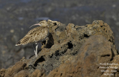 Common Whimbrel - Numenius phaeopus - Courlis corlieu