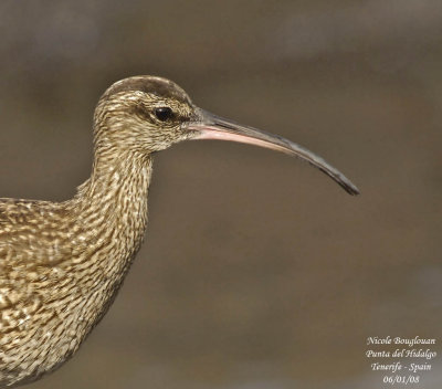 Common Whimbrel - Numenius phaeopus - Courlis corlieu