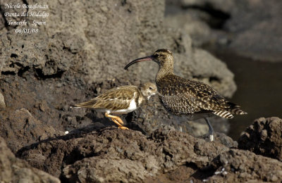 Common Whimbrel and Ruddy Turnstone