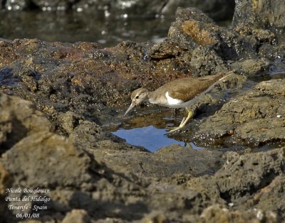 Common Sandpiper - Tringa hypoleucos - Chevalier guignette