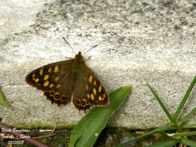 Canary Speckled Wood male