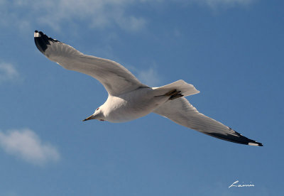 seagull 0762