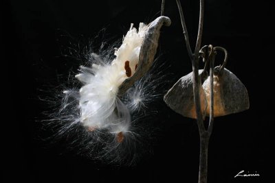 milkweed 1854