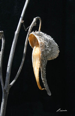 milkweed 1846