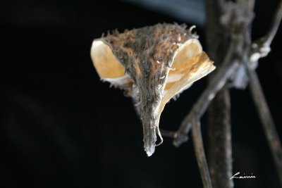 milkweed 1858