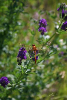 dragonfly 4383