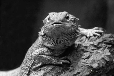 bearded dragon 5114