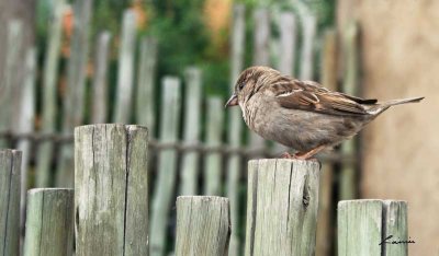 sparrow 5303