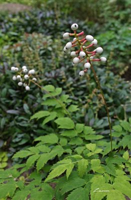 Dolls eyes/white baneberry 5467