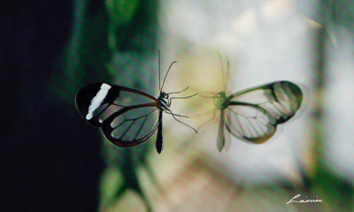 glasswing butterfly 005