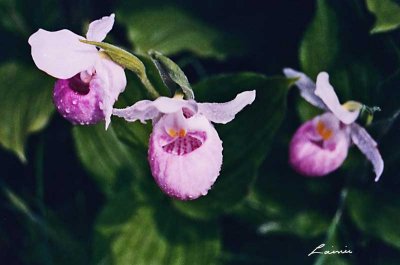 Purdon Lady's Slipper Orchids 070