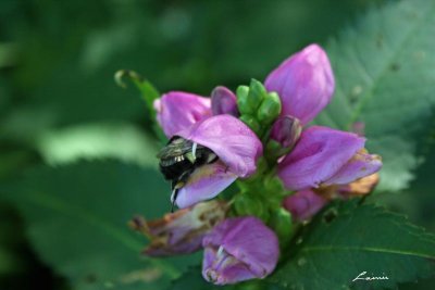 bee entering flower 6525