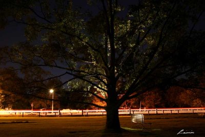 tree 6746 light painting 