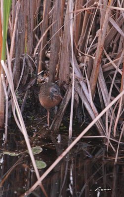 Virginia Rail 6892