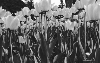 monotone tulips 117