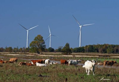 cows and turbines 8791