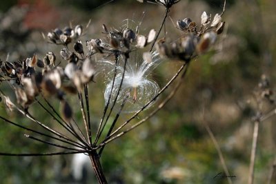 one milkweed seed 9269