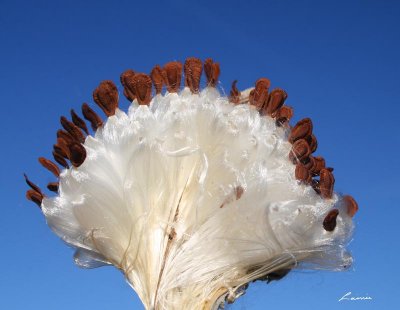 milkweed seeds 9590