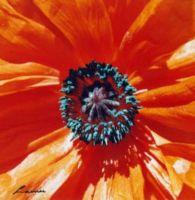 poppy 079